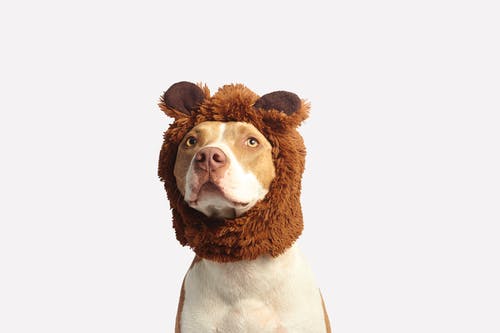 lion-dog-costume-4.jpeg