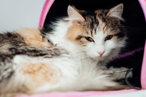 adorable-cat-5.jpeg