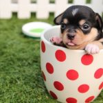 cute-puppy.jpeg