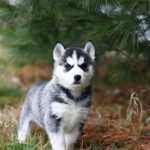 dog-outdoor-3.jpeg