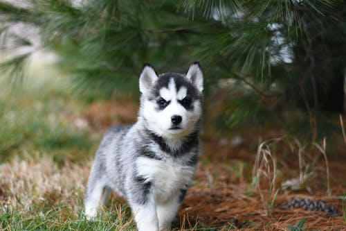 dog-outdoor-5.jpeg