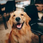 smile-dog-happy.jpeg