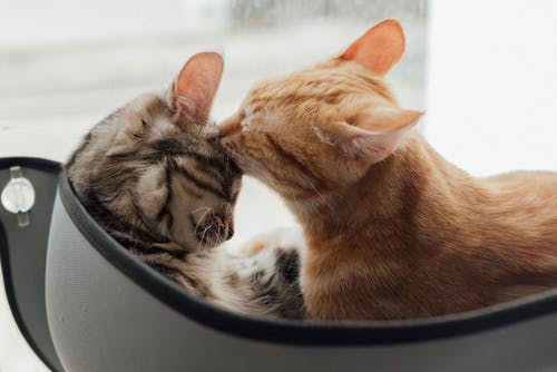 two-cats-6.jpeg