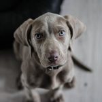 weimaraner-puppy-dog-snout-5.jpeg