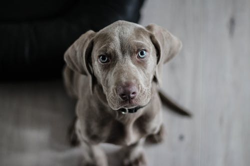 weimaraner-puppy-dog-snout-5.jpeg
