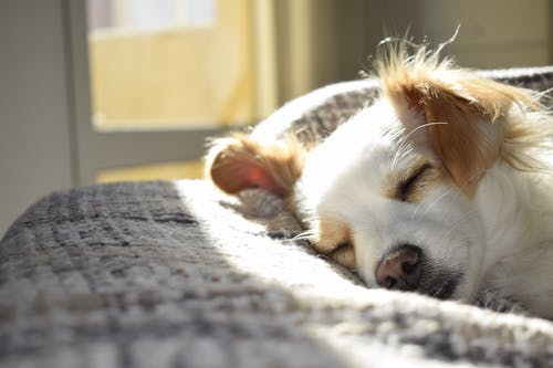 window-dog-daylight.jpeg
