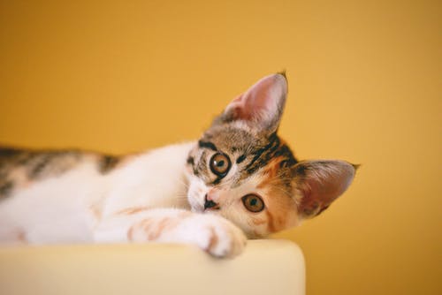 yellow-wall-cat-1.jpeg