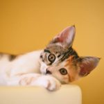 yellow-wall-cat.jpeg