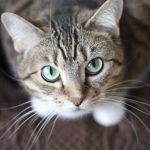 cat-gray-cute.jpg