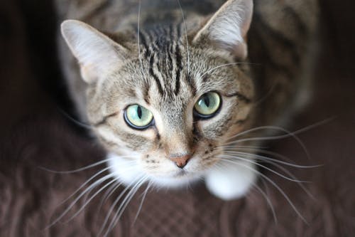 cat-gray-cute.jpg
