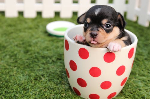 cute-puppy.jpeg