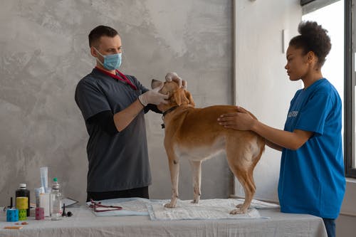 dog-clinic-2.jpeg