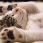 sleeping-cat-1.jpeg