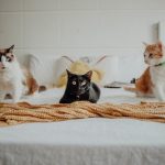 three-cats-10.jpeg