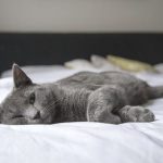 lazy-sleepy-cat-1.jpeg