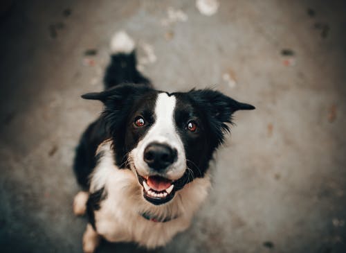 mans-bestfriend-1.jpeg