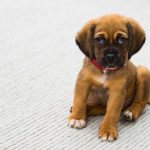 cutie-puppy-1.jpeg