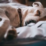 dog-sleeping-bed-1.jpeg