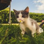 grass-cat-1.jpeg