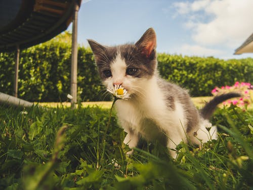 grass-cat-1.jpeg