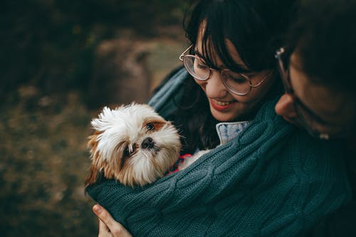 shihtzu-love-1.jpeg