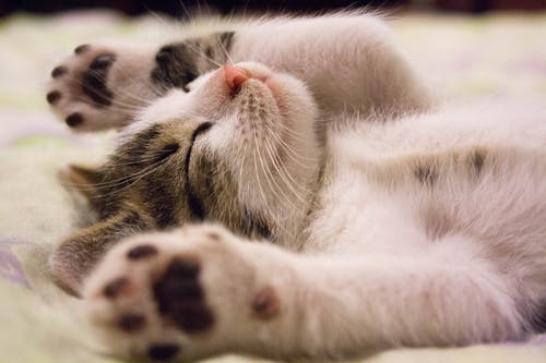 sleeping-cat.jpeg