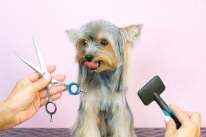 Essential-Grooming-and-Bathing-Tips-to-Prevent-Parasites-in-Pets.jpg