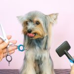 Essential-Grooming-and-Bathing-Tips-to-Prevent-Parasites-in-Pets.jpg